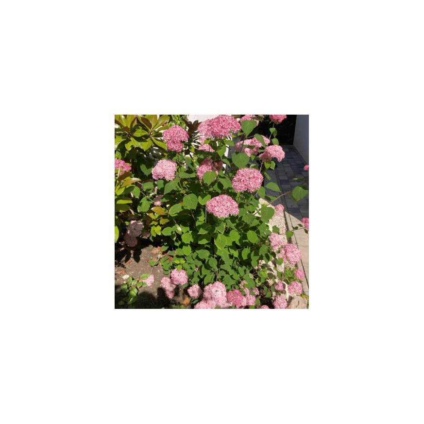 Hydrangea arborescens K3 - Rózsaszín cserjés hortenzia Hydrangea arborescens K3 - Rózsaszín cserjés hortenzia
