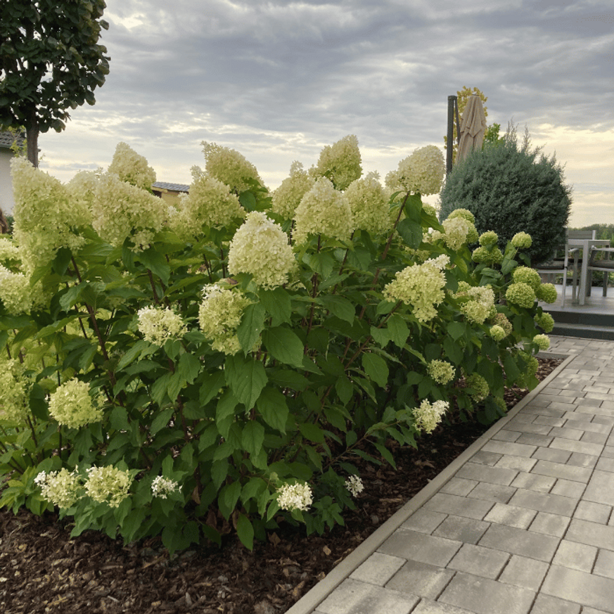Hydrangea paniculata Phantom K3 - Bugás hortenzia