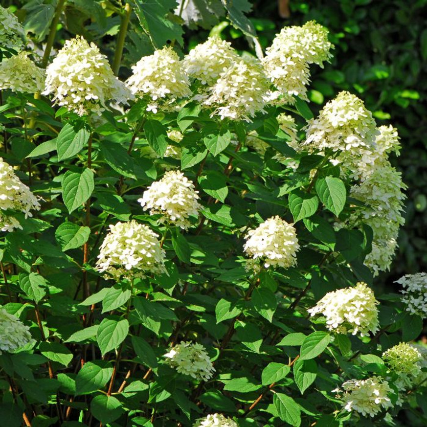 Hydrangea paniculata Bobo K3 - Bugás hortenzia