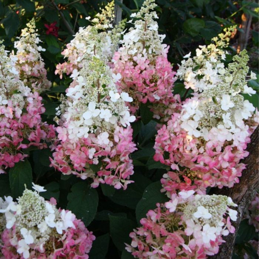 Hydrangea paniculata Candlelight K2 - Bugás hortenzia