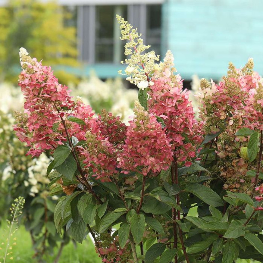 Hydrangea paniculata Candlelight K2 - Bugás hortenzia