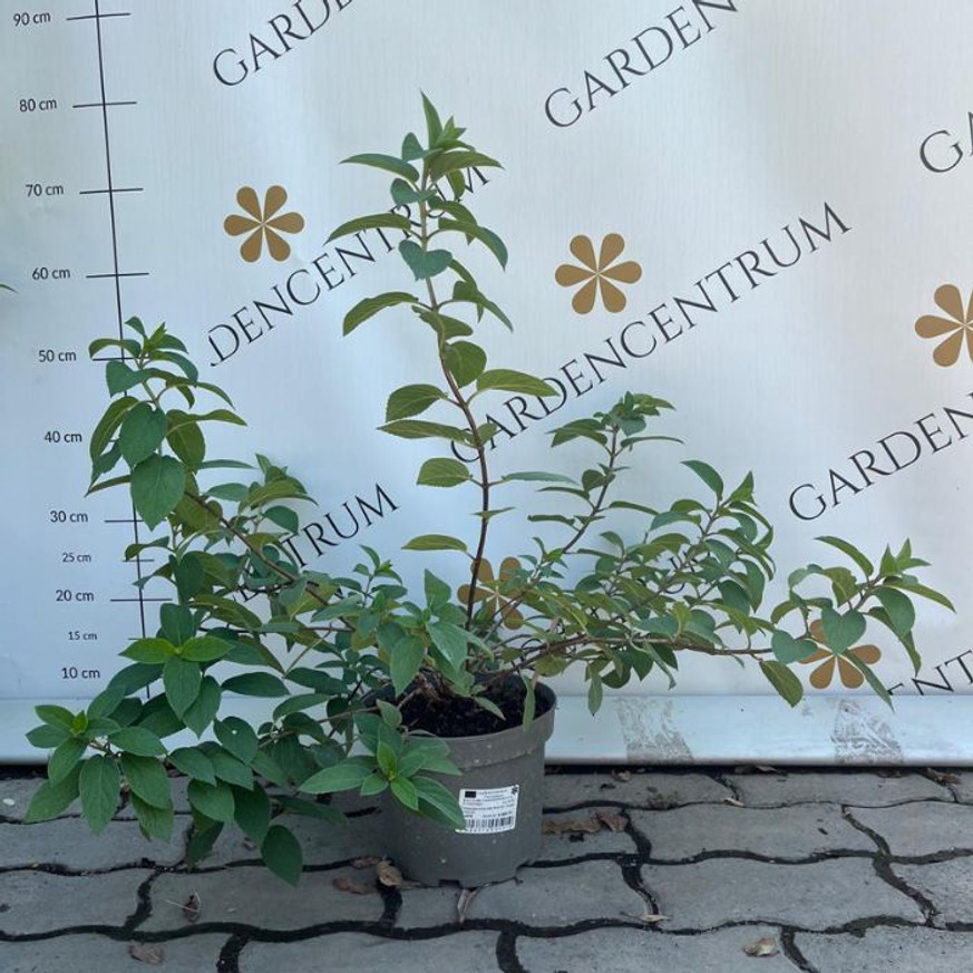 Hydrangea paniculata Bobo K3 - Bugás hortenzia
