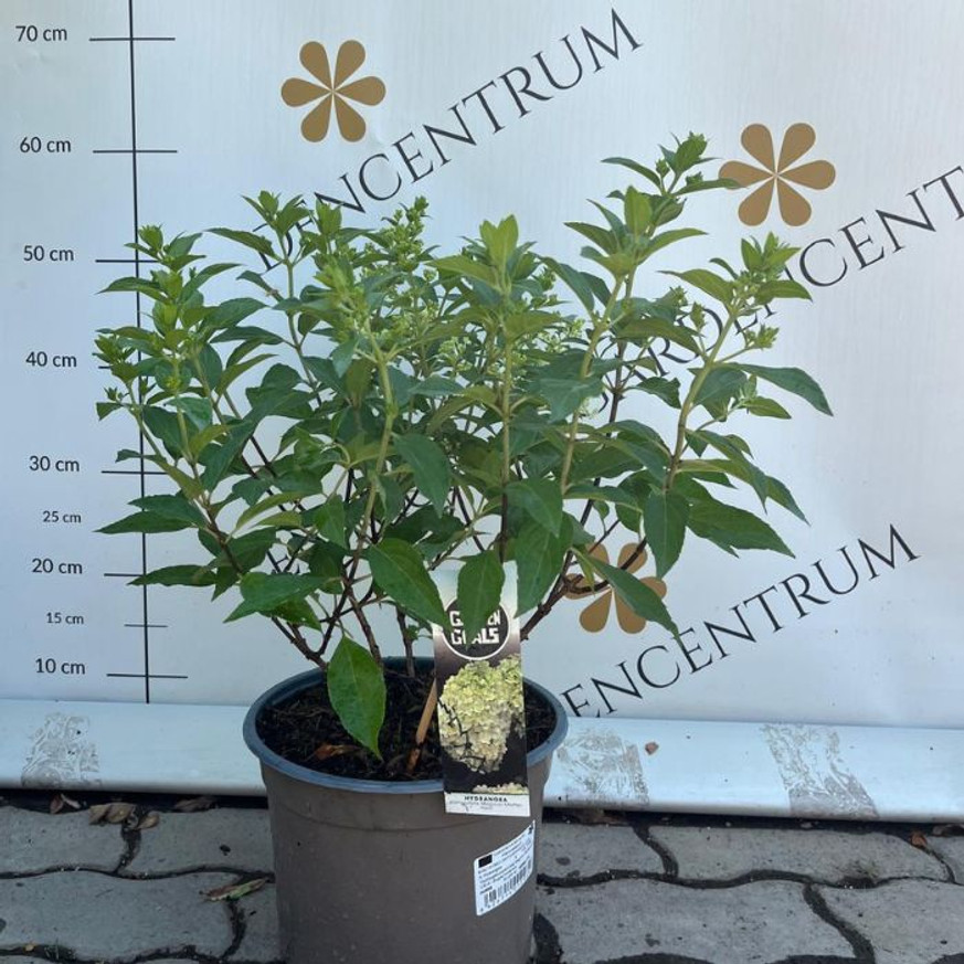Hydrangea paniculata Bobo K3 - Bugás hortenzia