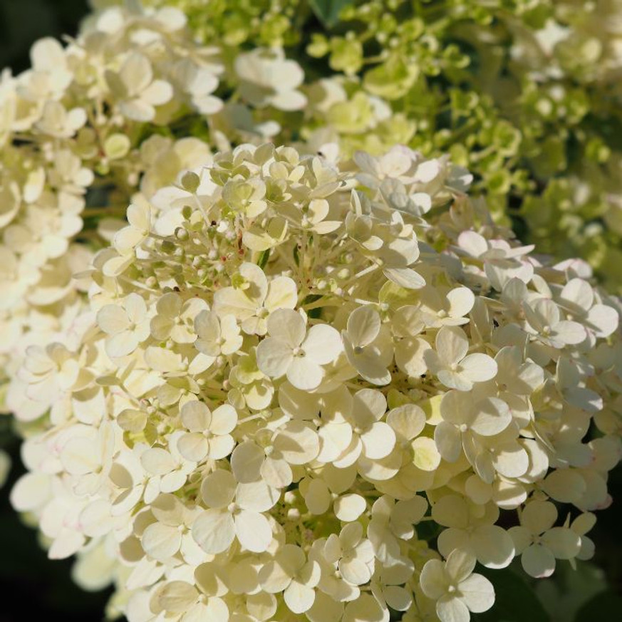 Hydrangea paniculata Bobo K3 - Bugás hortenzia