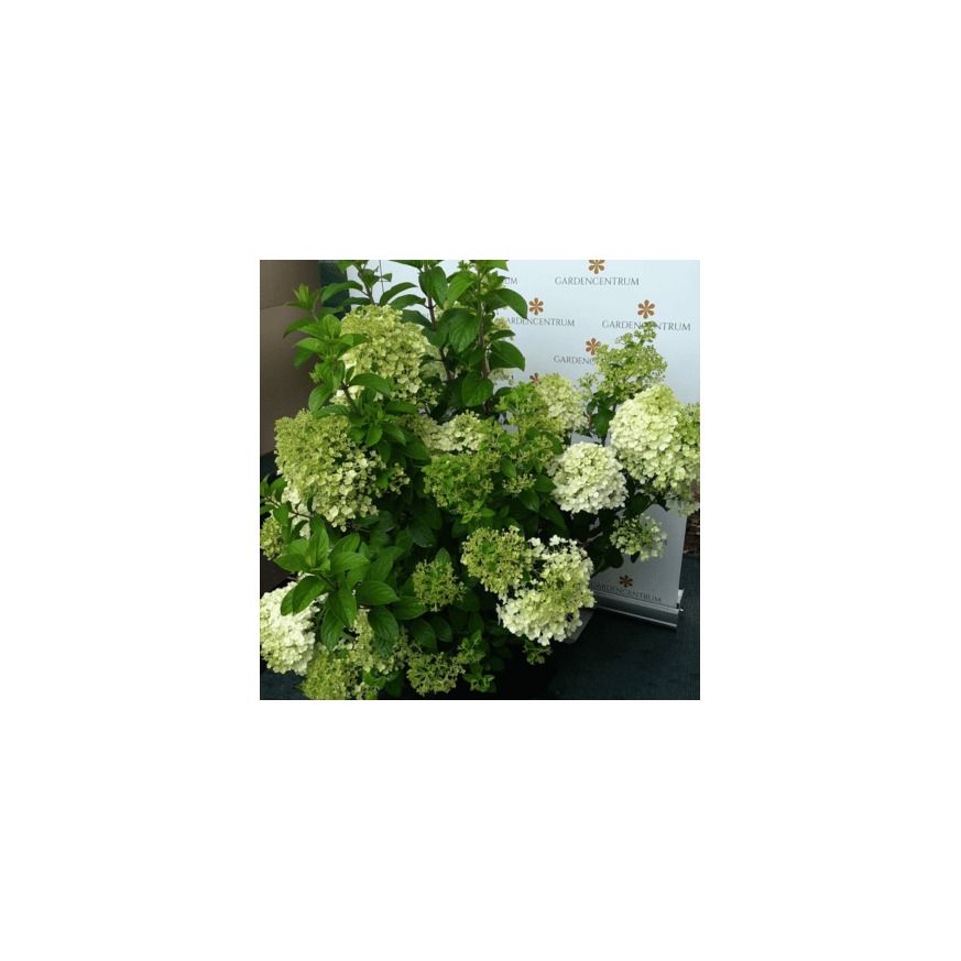 Hydrangea paniculata Bobo K5 - Bugás hortenzia