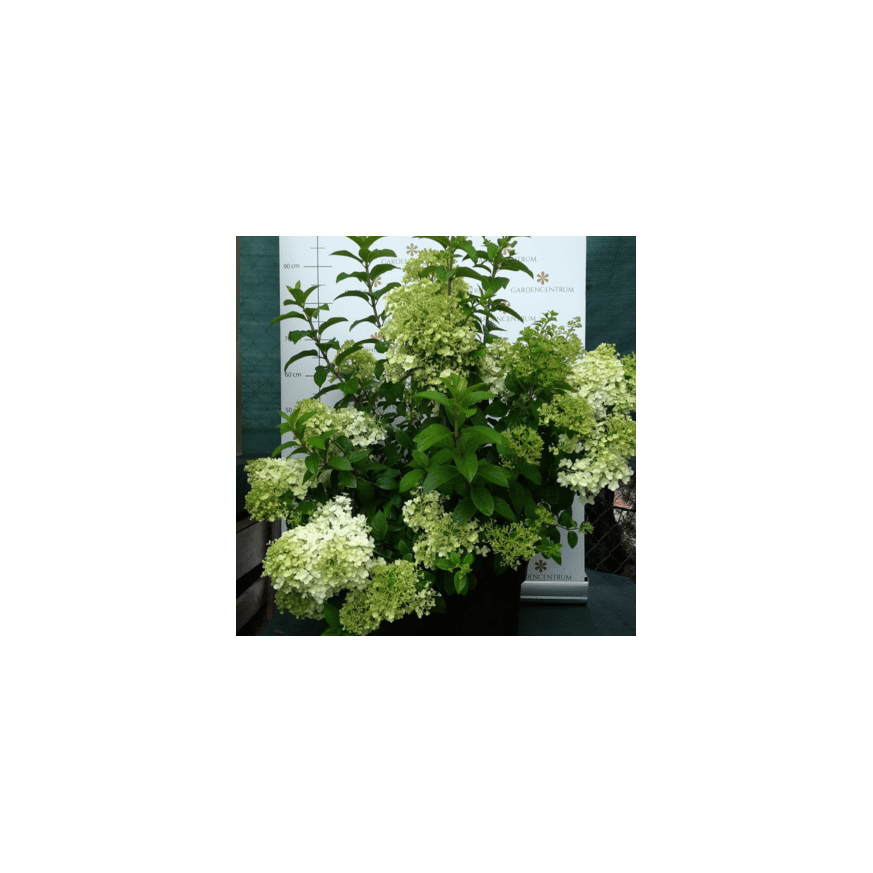 Hydrangea paniculata Bobo K5 - Bugás hortenzia