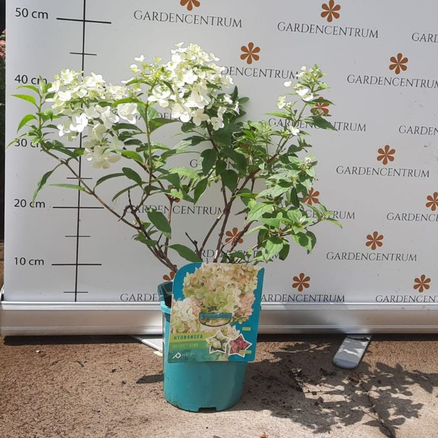 Hydrangea paniculata Petite Star K3 - Bugás hortenzia Hydrangea paniculata Petite Star K3 - Bugás hortenzia
