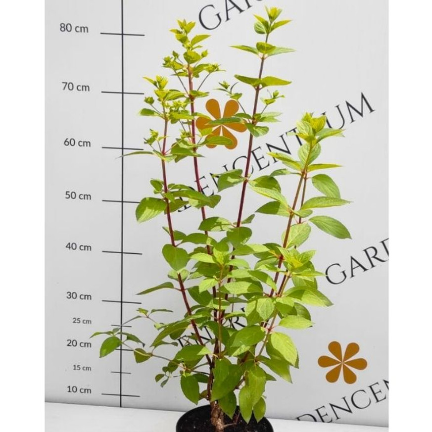 Hydrangea paniculata Diamond Rouge K2 - Bugás hortenzia