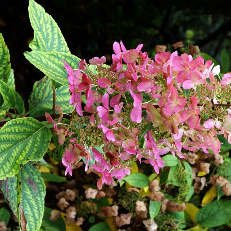 Hydrangea paniculata Magical Matterhorn K2 - Bugás hortenzia