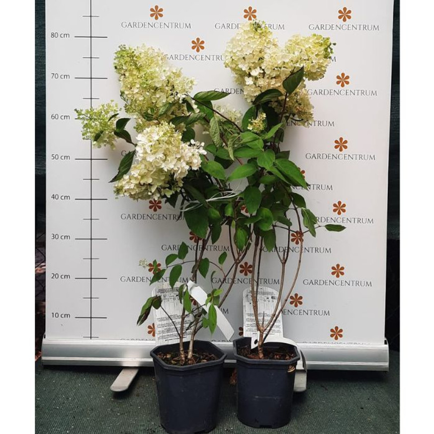 Hydrangea paniculata Grandiflora K2 - Bugás hortenzia Hydrangea paniculata Grandiflora K2 - Bugás hortenzia