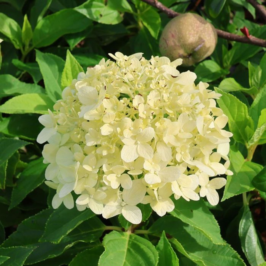 Hydrangea paniculata Little Spooky CS9 - Bugás hortenzia