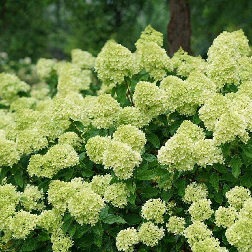 Hydrangea paniculata Little Lime K2 - Bugás hortenzia