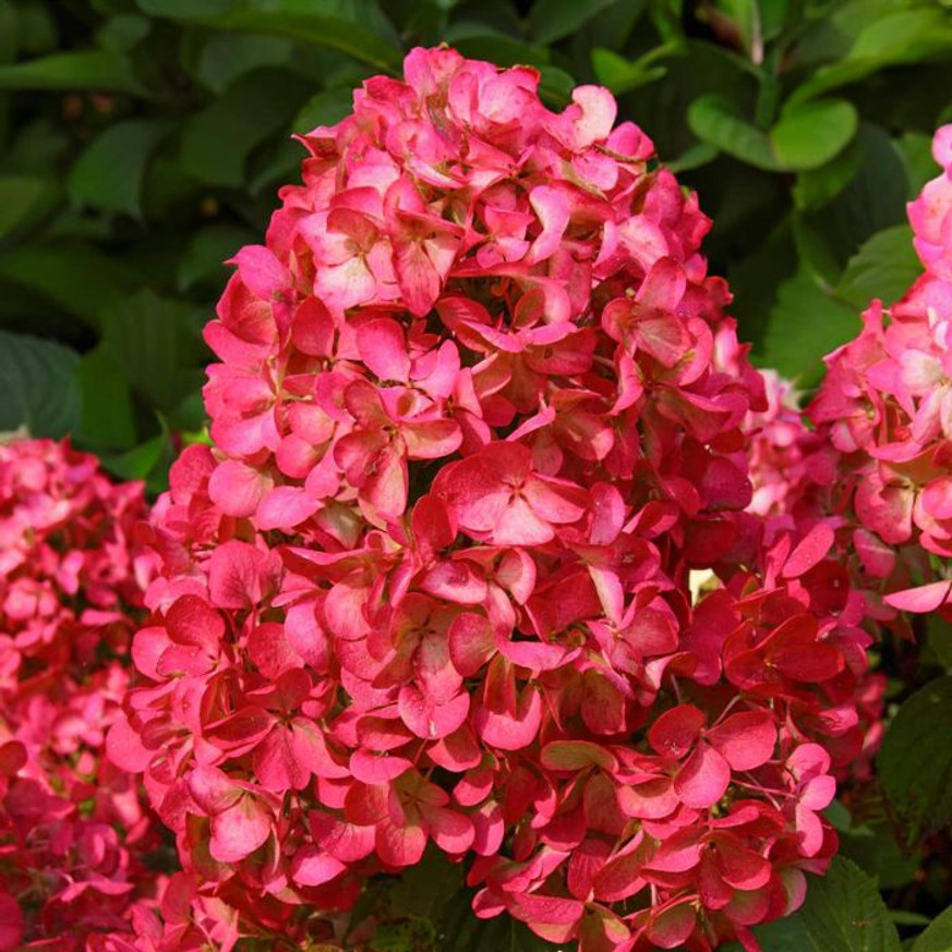 Hydrangea paniculata Wim's Red - Bugás hortenzia
