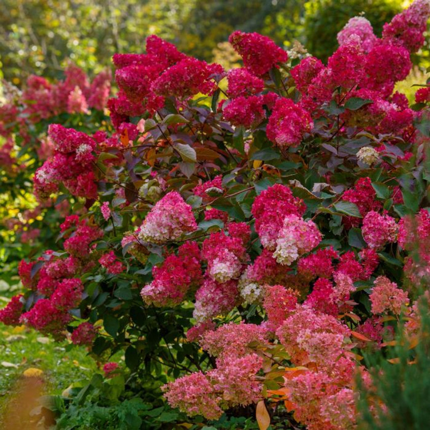 Hydrangea paniculata Wim's Red - Bugás hortenzia
