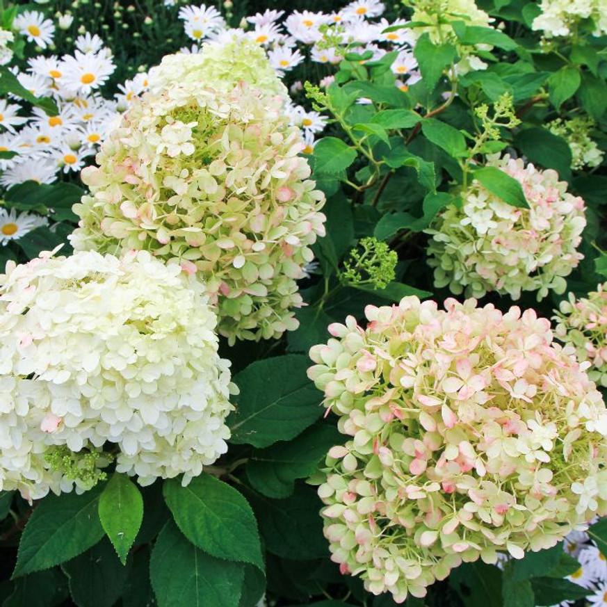 Hydrangea paniculata Phantom CS9 - Bugás hortenzia