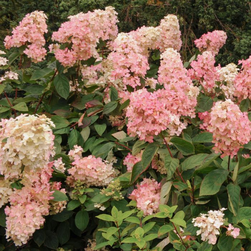 Hydrangea paniculata Pink Diamond CS9 - Bugás hortenzia