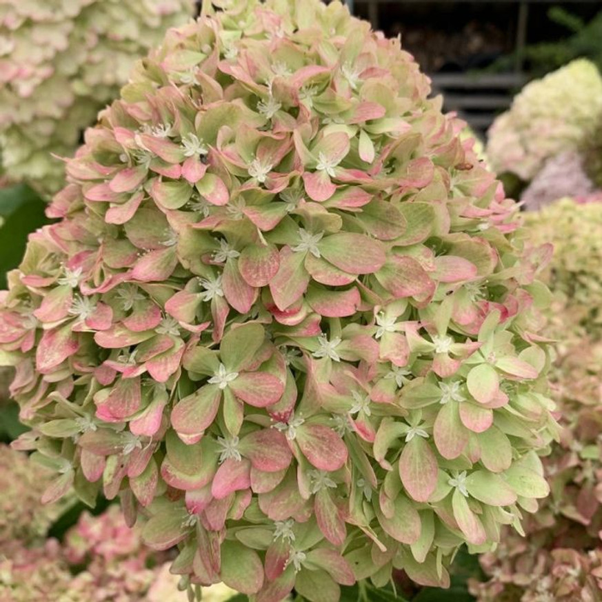 Hydrangea paniculata Pixio CS9 - Bugás hortenzia