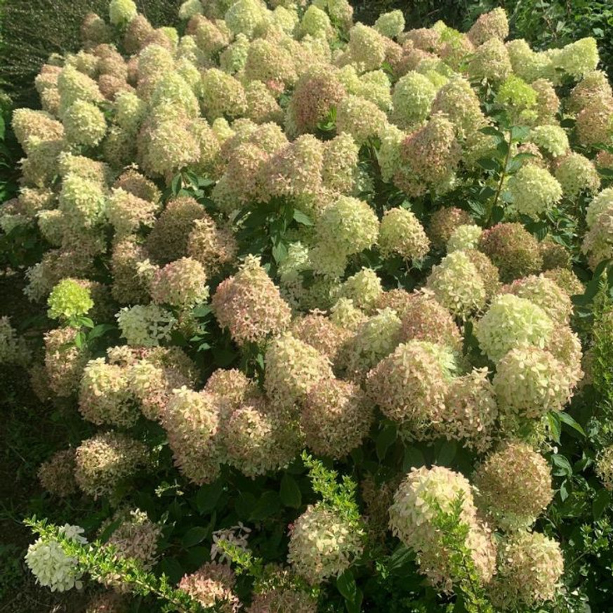 Hydrangea paniculata Pixio CS9 - Bugás hortenzia