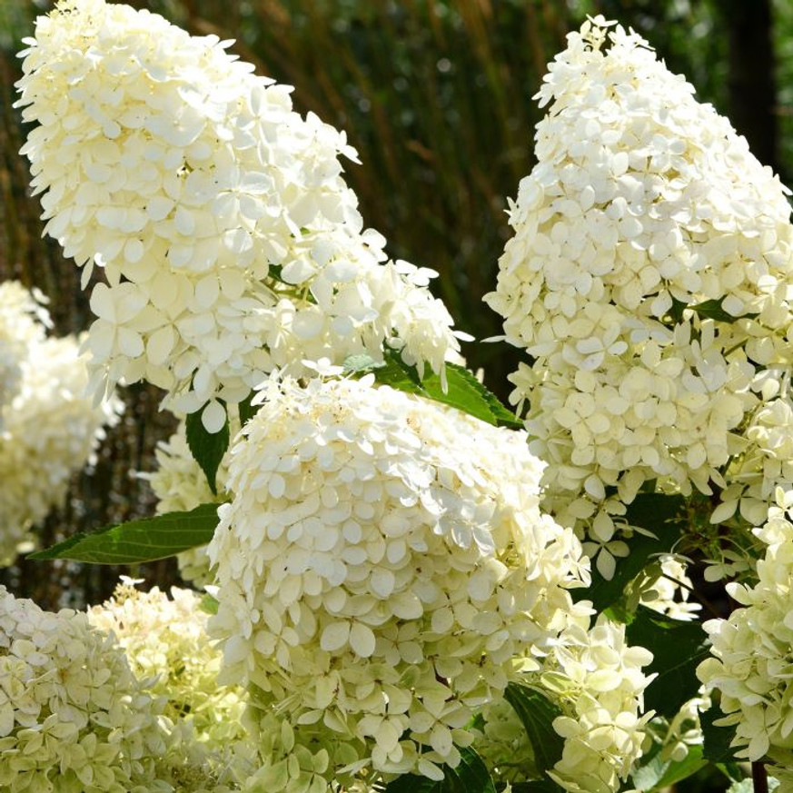 Hydrangea paniculata Skyfall CS9 - Bugás hortenzia