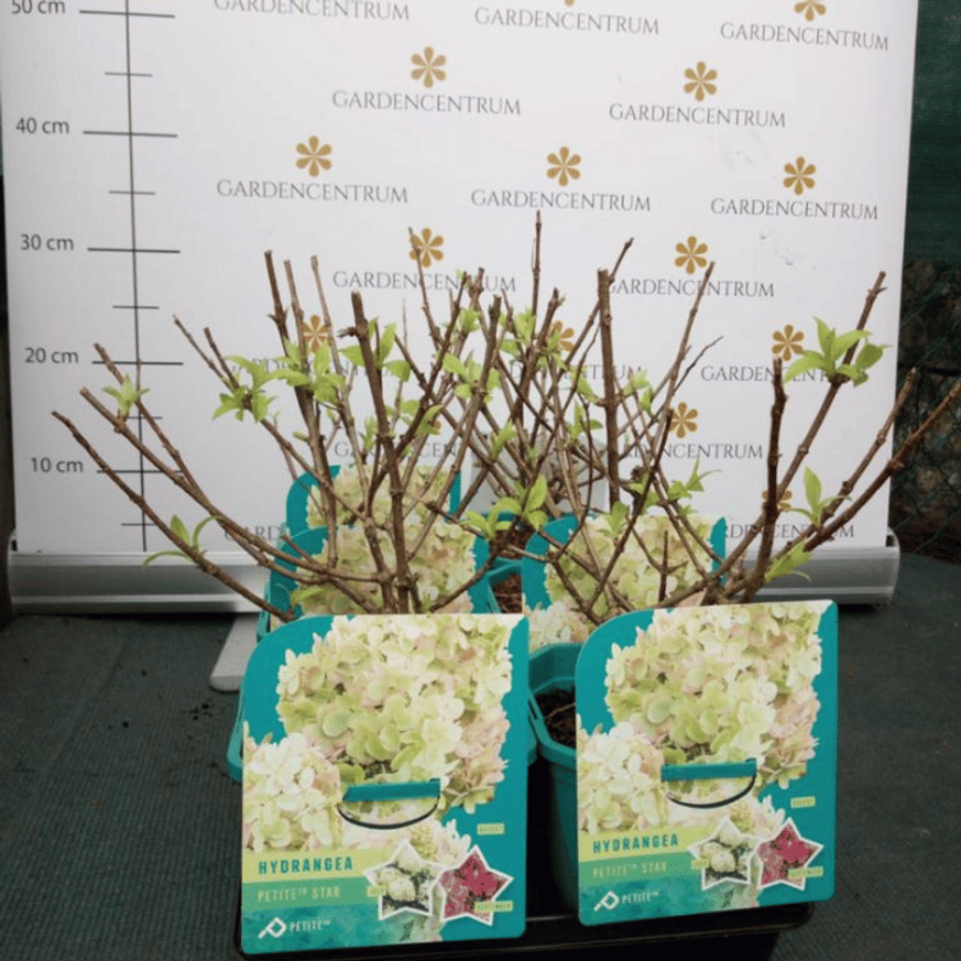 Hydrangea paniculata Petite Star K3 - Bugás hortenzia Hydrangea paniculata Petite Star K3 - Bugás hortenzia