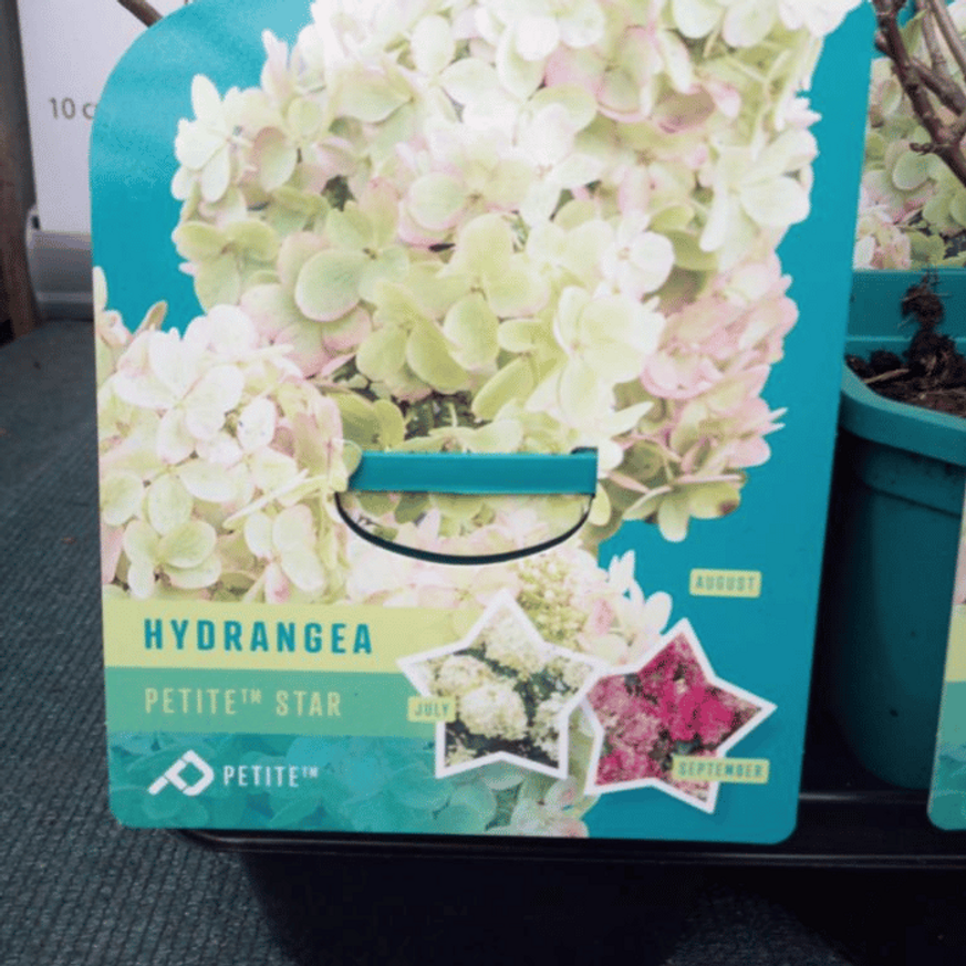 Hydrangea paniculata Petite Star K3 - Bugás hortenzia Hydrangea paniculata Petite Star K3 - Bugás hortenzia
