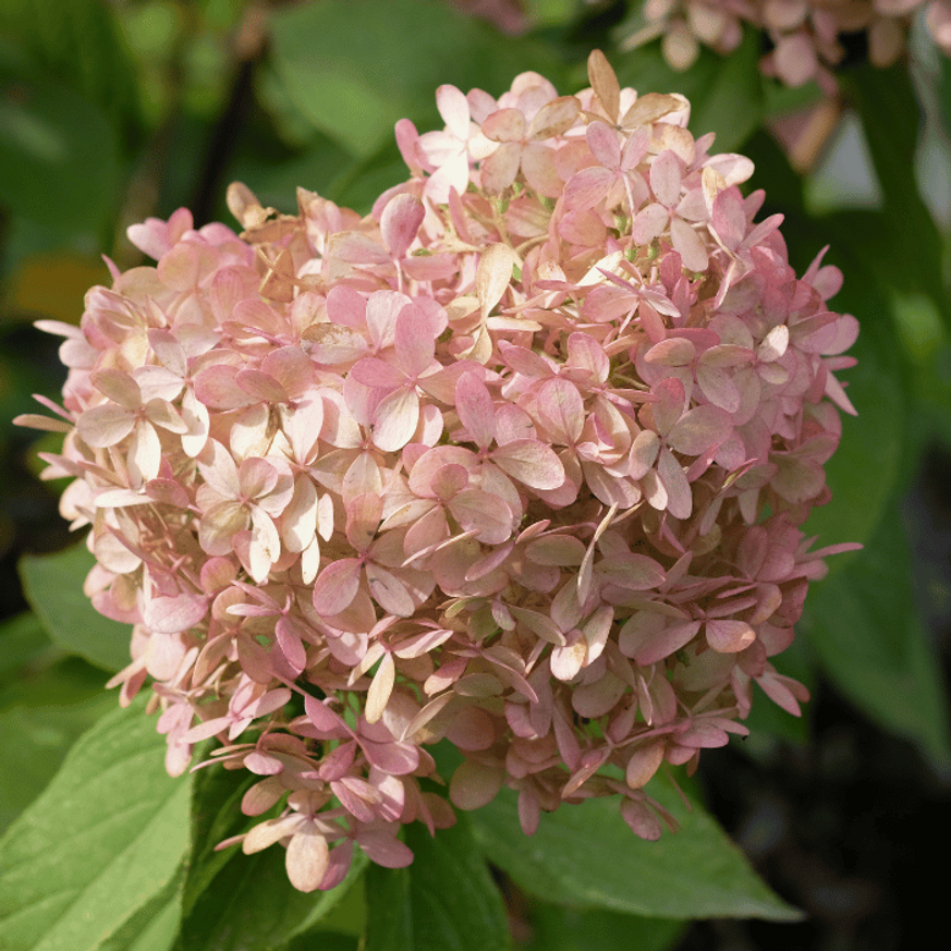 Hydrangea paniculata Petite Star K3 - Bugás hortenzia