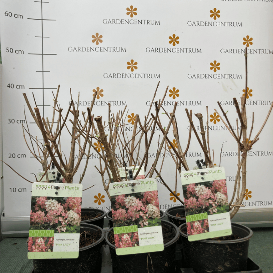 Hydrangea paniculata Pink Lady K2 - Bugás hortenzia Hydrangea paniculata Pink Lady K2 - Bugás hortenzia