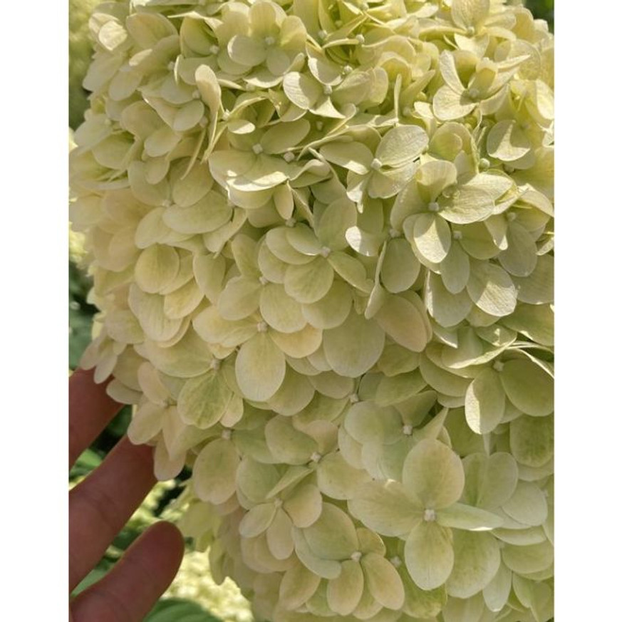Hydrangea paniculata Limelight K2 - Bugás hortenzia Hydrangea paniculata Limelight K2 - Bugás hortenzia