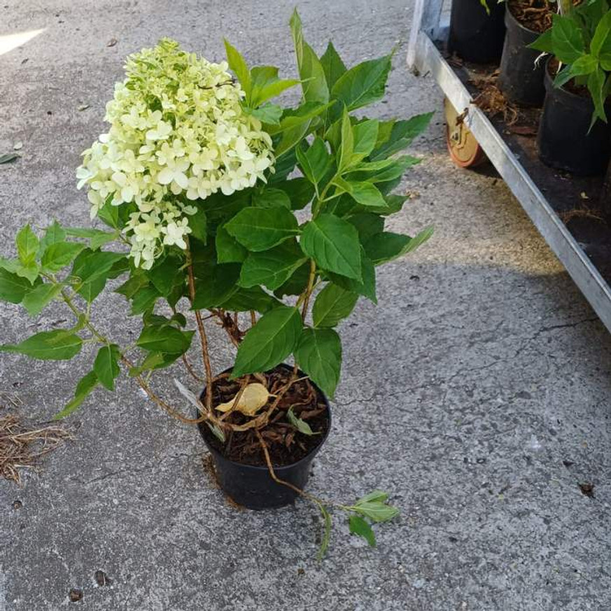 Hydrangea paniculata Little Spooky K2 - Törpe bugás hortenzia Hydrangea paniculata Little Spooky K2 - Törpe bugás hortenzia