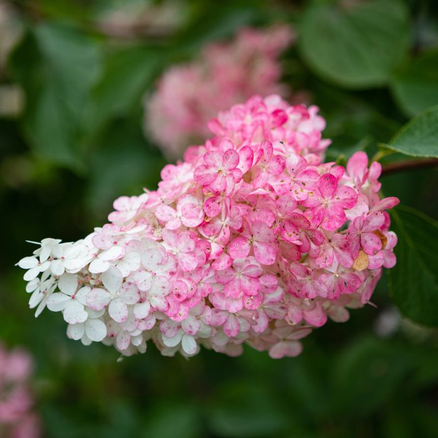 Hydrangea paniculata Magical Candle - Bugás hortenzia