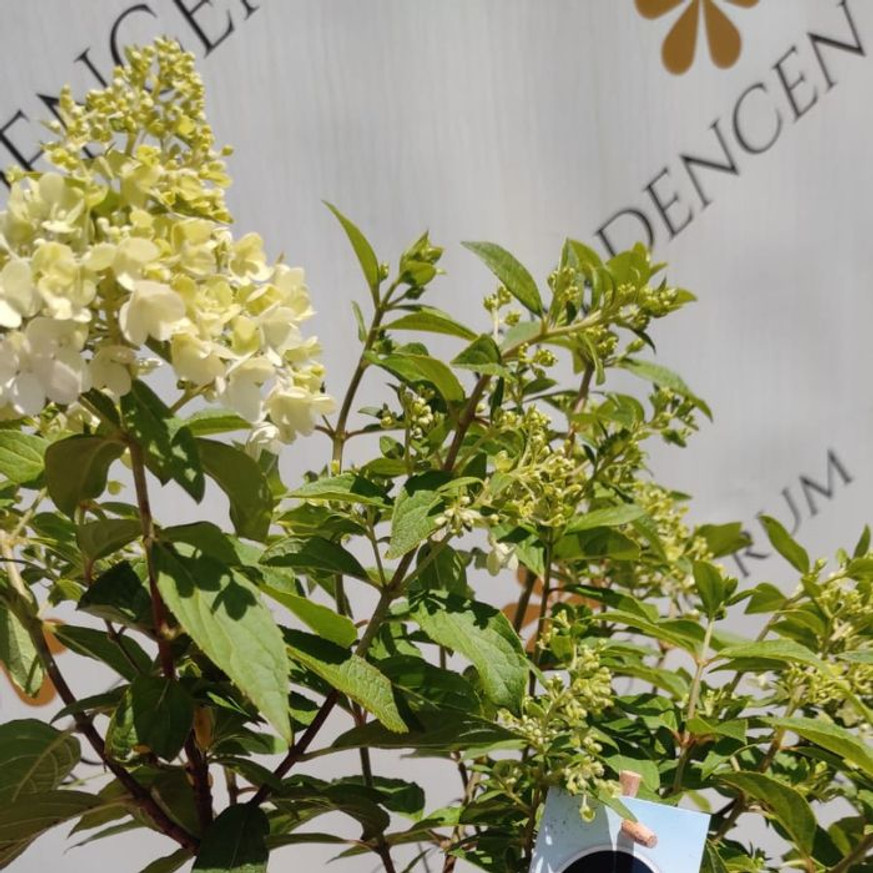 Hydrangea paniculata Magical Matterhorn K2 - Bugás hortenzia