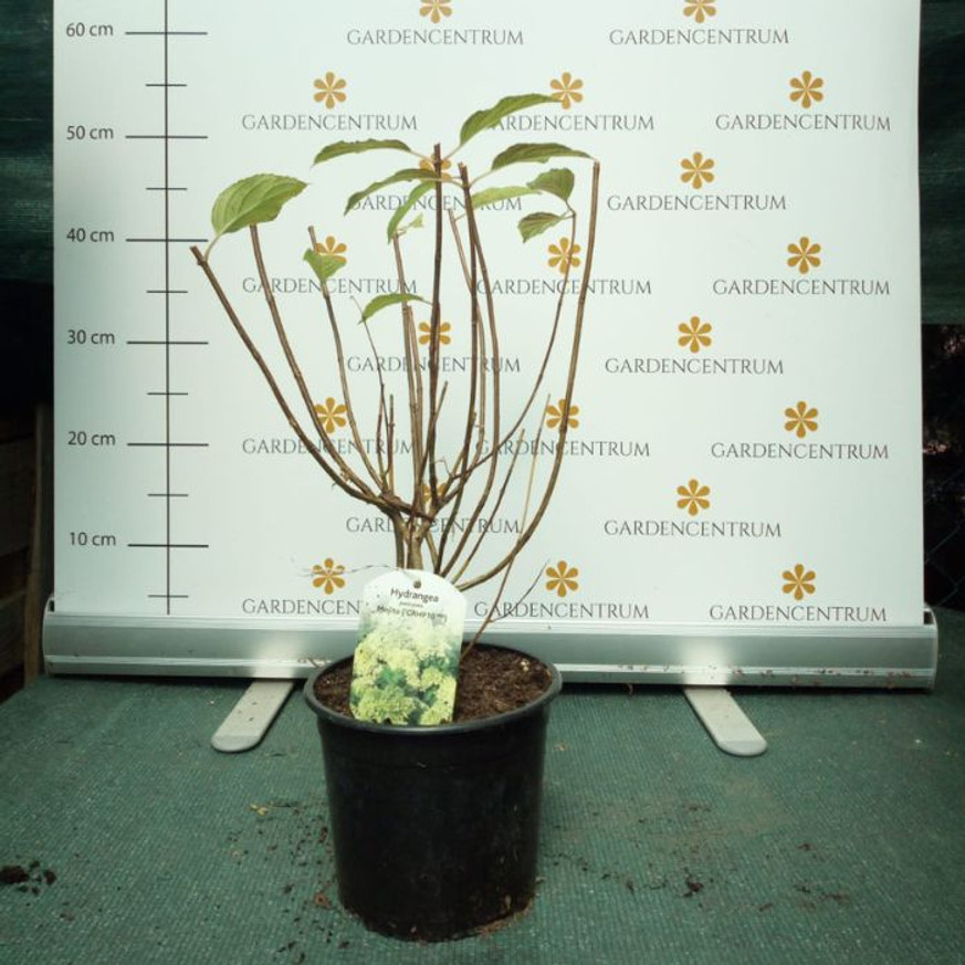 Hydrangea paniculata Mojito CS9 - Bugás hortenzia