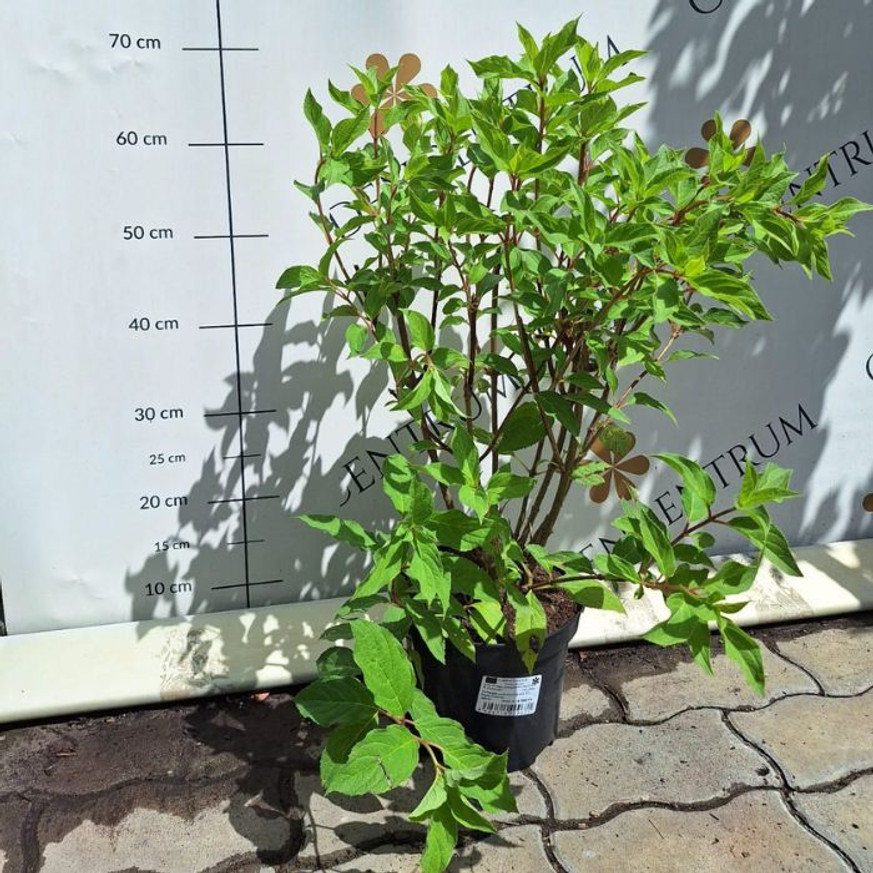 Hydrangea paniculata Phantom K3 - Bugás hortenzia