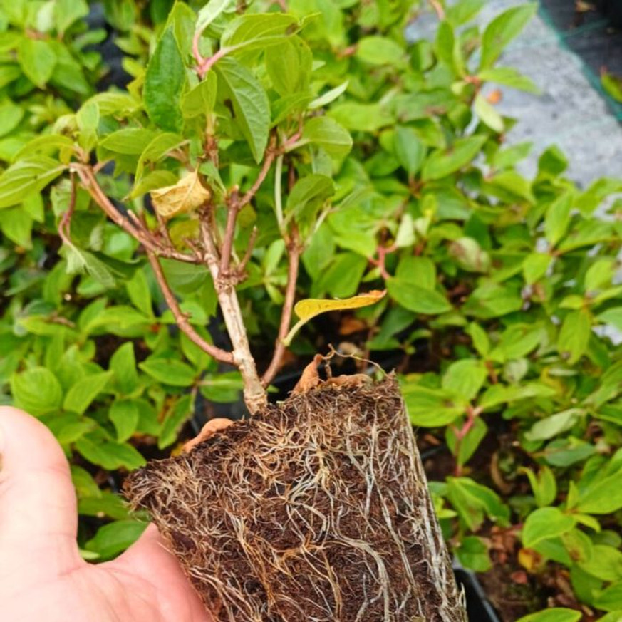 Hydrangea paniculata MIX CS9 - Bugás hortenzia vegyes színekben Hydrangea paniculata MIX CS9 - Bugás hortenzia vegyes színekben