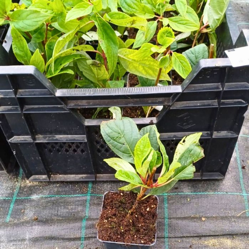 Hydrangea paniculata MIX CS9 - Bugás hortenzia vegyes színekben