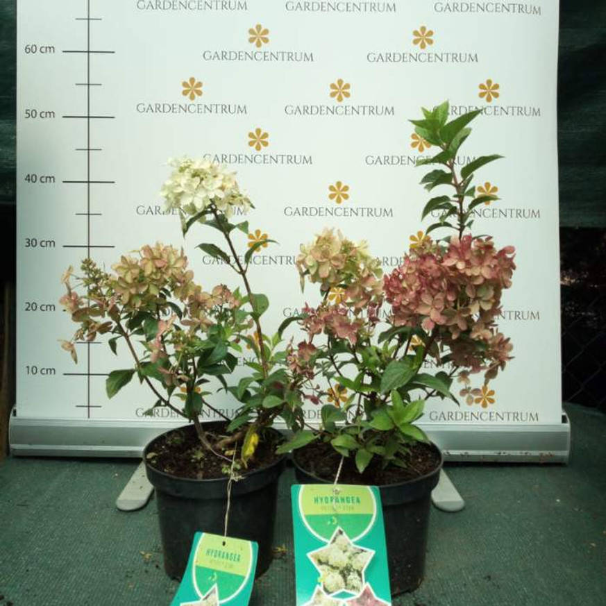 Hydrangea paniculata Petite Star K3 - Bugás hortenzia Hydrangea paniculata Petite Star K3 - Bugás hortenzia