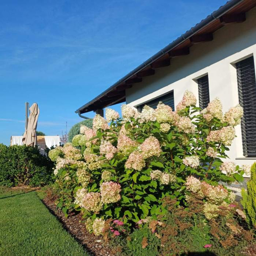 Hydrangea paniculata Phantom K3 - Bugás hortenzia
