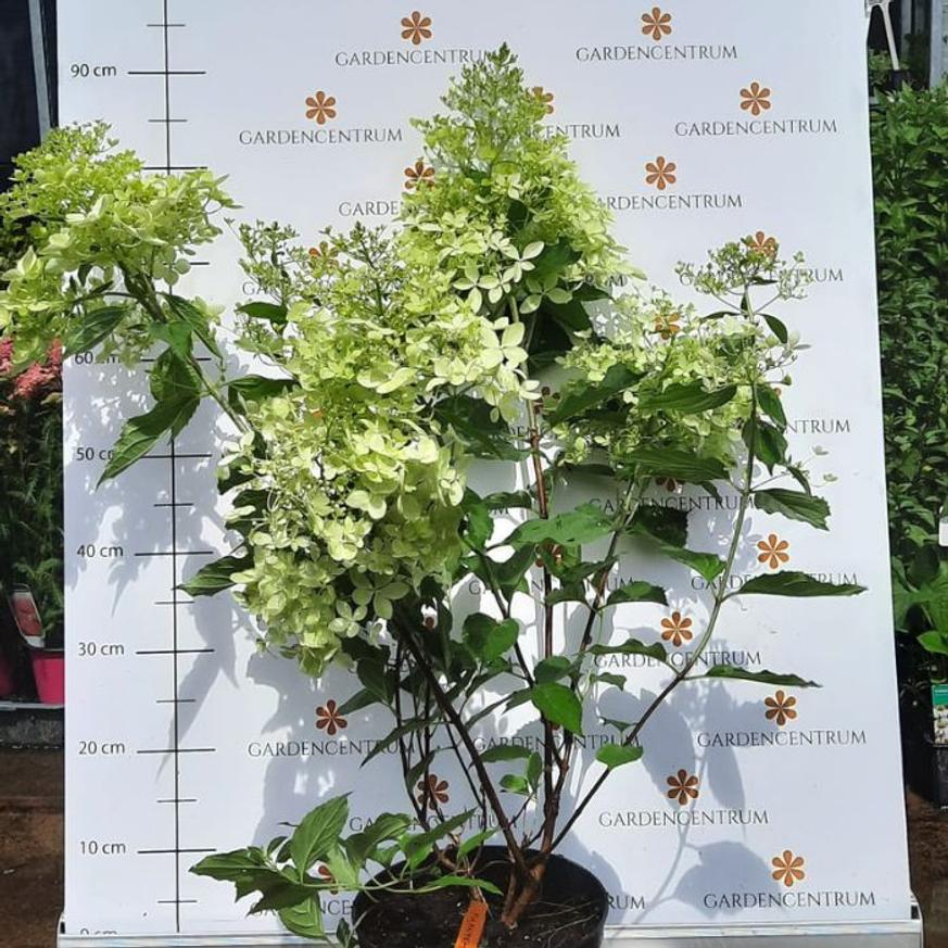 Hydrangea paniculata Phantom XL - Bugás hortenzia