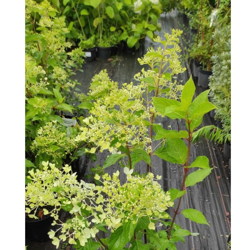 Hydrangea paniculata Pink Diamond K2 - Bugás hortenzia