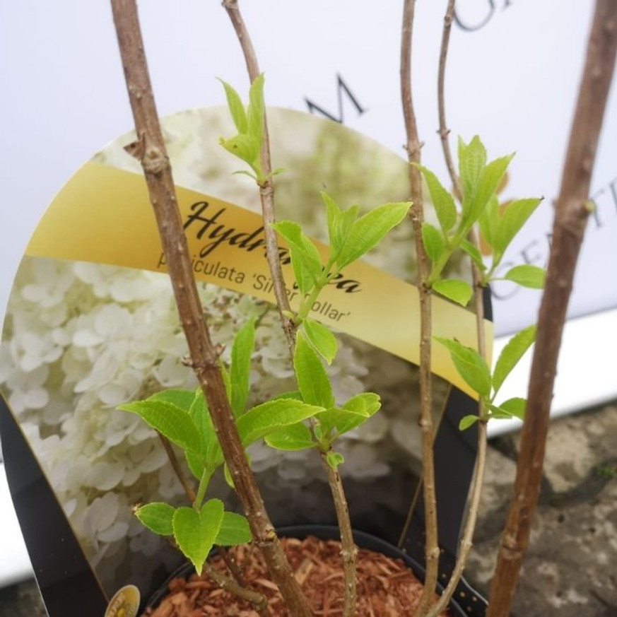 Hydrangea paniculata Silver Dollar K2 - Bugás hortenzia