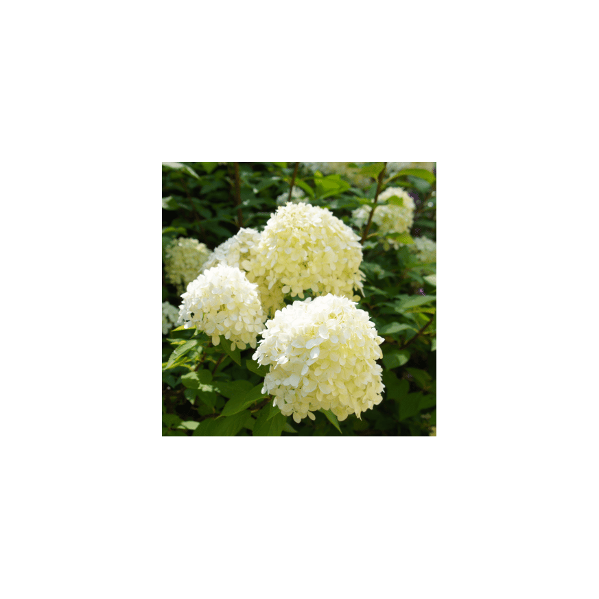 Hydrangea paniculata Silver Dollar MT80 - Magastörzsű bugás hortenzia Hydrangea paniculata Silver Dollar MT80 - Magastörzsű bugás hortenzia