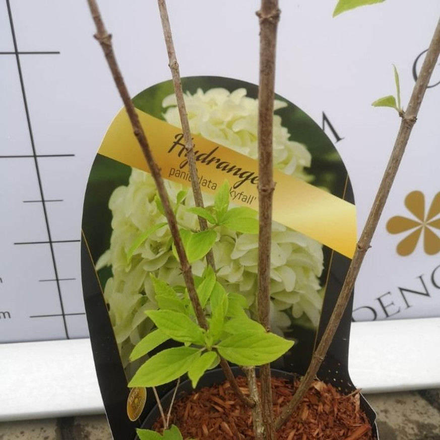 Hydrangea paniculata Skyfall K3 - Bugás hortenzia