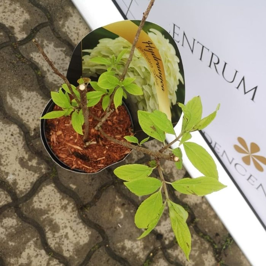 Hydrangea paniculata Skyfall K3 - Bugás hortenzia