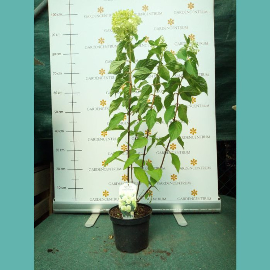 Hydrangea paniculata Skyfall K3 - Bugás hortenzia