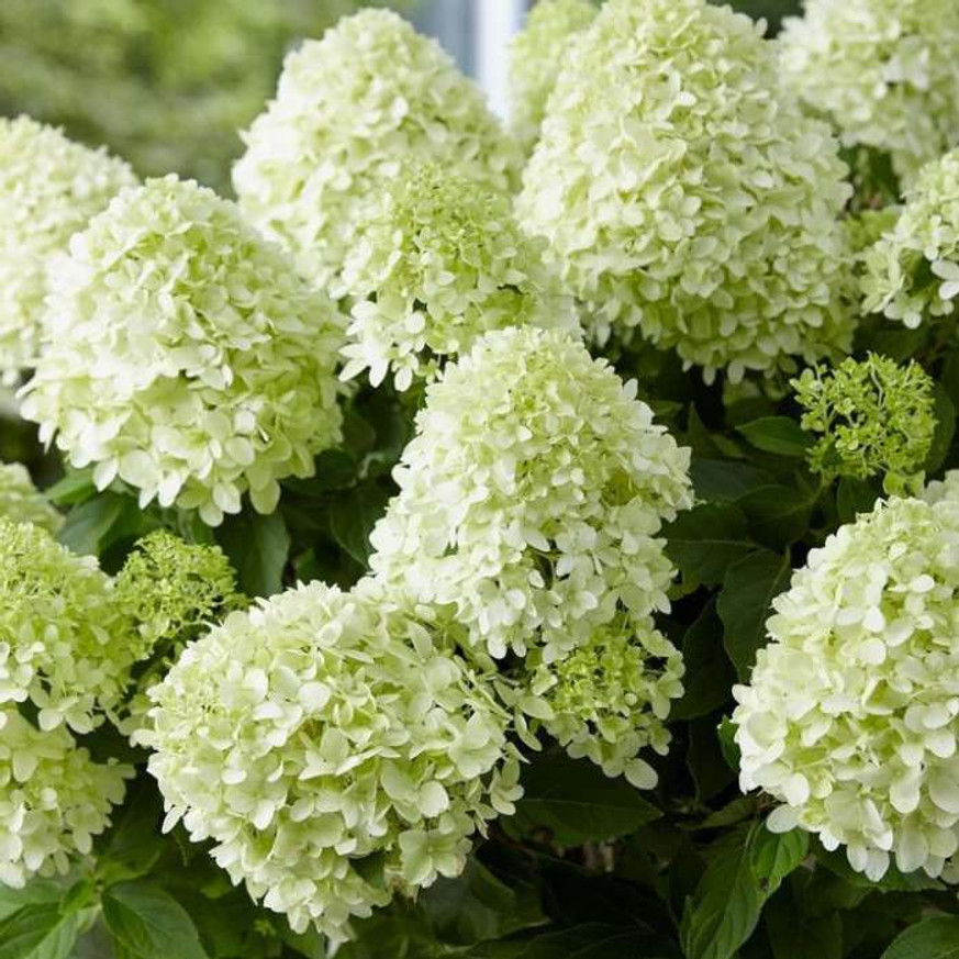 Hydrangea paniculata Skyfall K3 - Bugás hortenzia