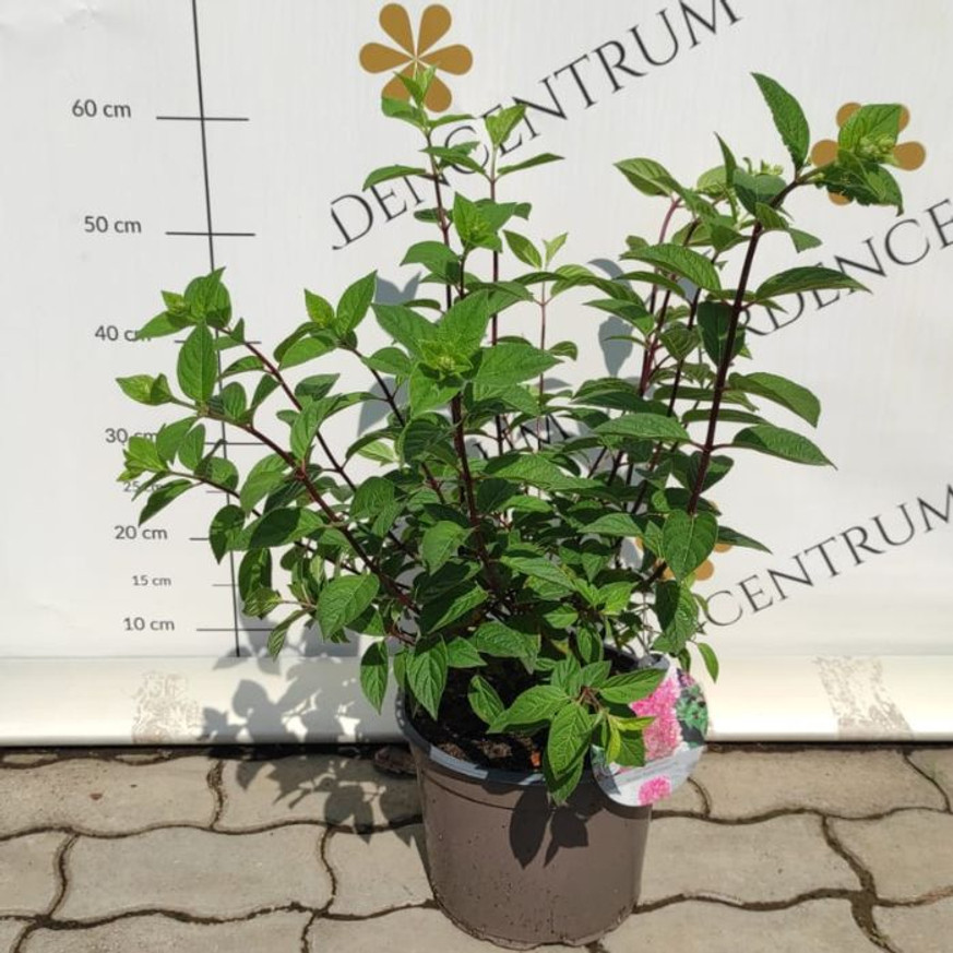 Hydrangea paniculata Sundae Fraise K2 - Bugás hortenzia
