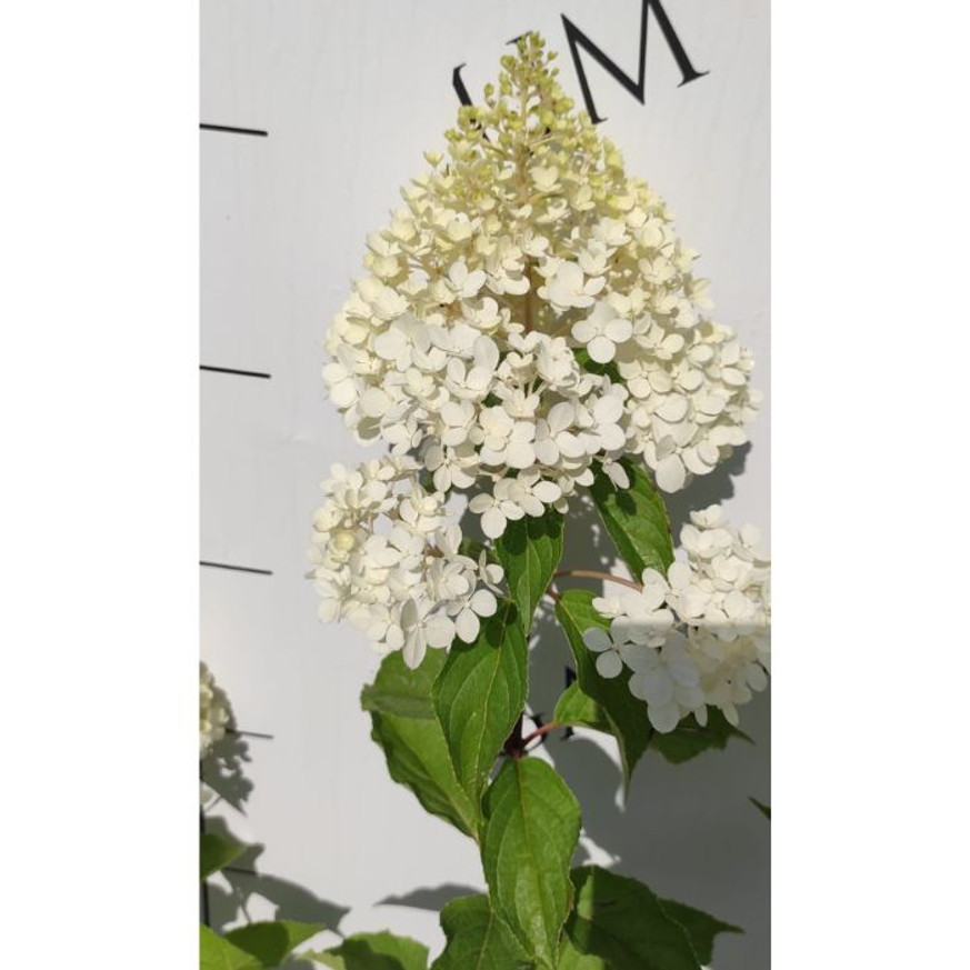 Hydrangea paniculata Vanille Fraise K3 - Bugás hortenzia Hydrangea paniculata Vanille Fraise K3 - Bugás hortenzia