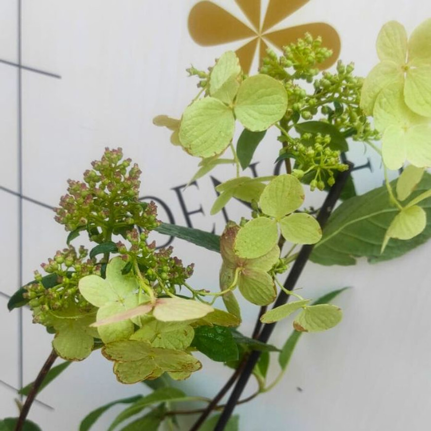 Hydrangea paniculata Wim's Red - Bugás hortenzia