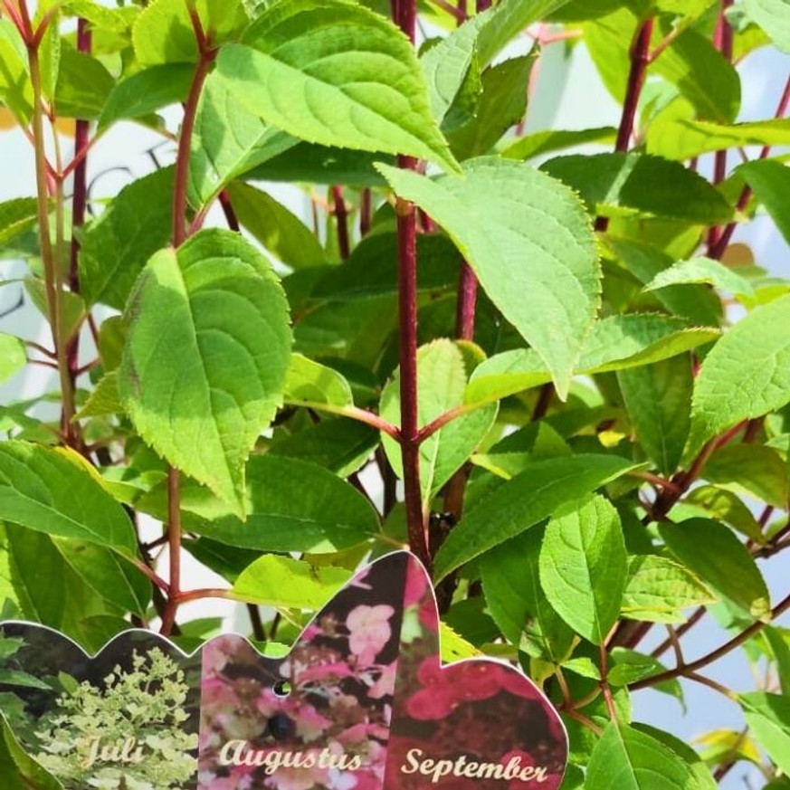 Hydrangea paniculata Wim's Red - Bugás hortenzia