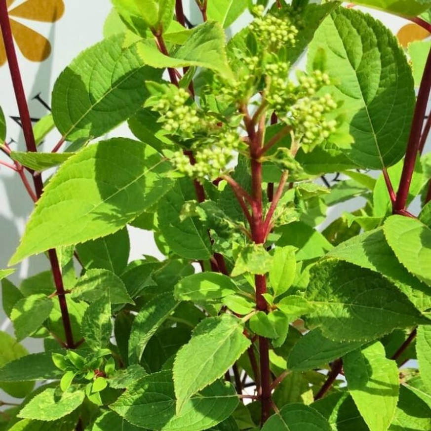 Hydrangea paniculata Wim's Red - Bugás hortenzia